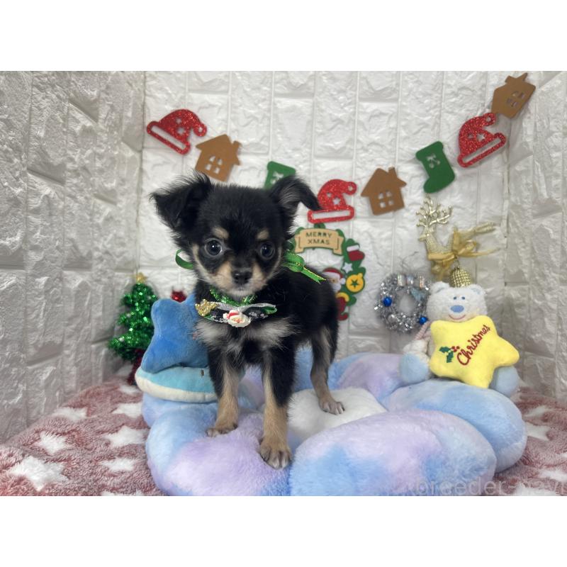 販売中の茨城県のチワワ(ロングコート)-418754