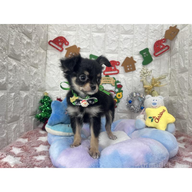 販売中の茨城県のチワワ(ロングコート)-418754の4枚目