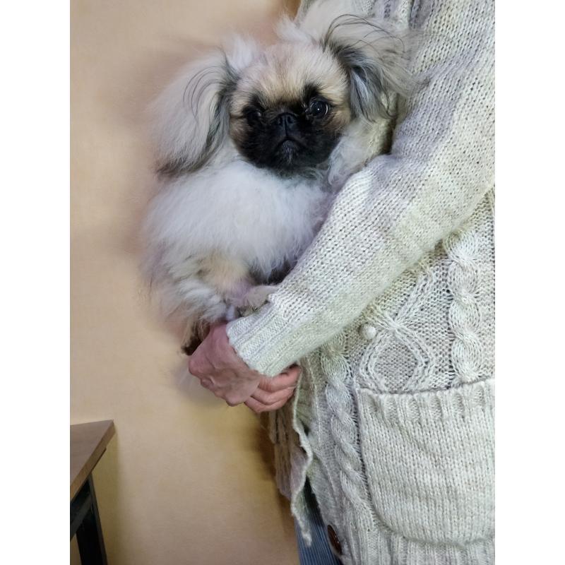 成約済の愛知県のペキニーズ-392283の4枚目