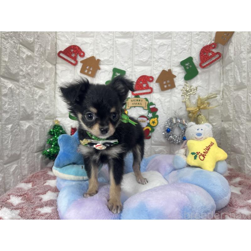 販売中の茨城県のチワワ(ロングコート)-418754の3枚目