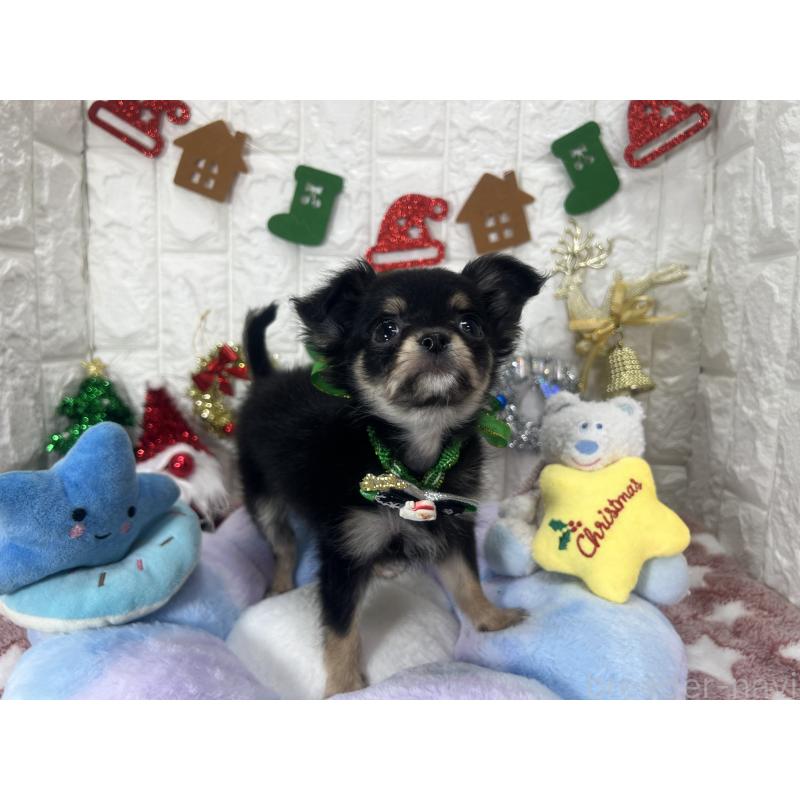 販売中の茨城県のチワワ(ロングコート)-418754の2枚目