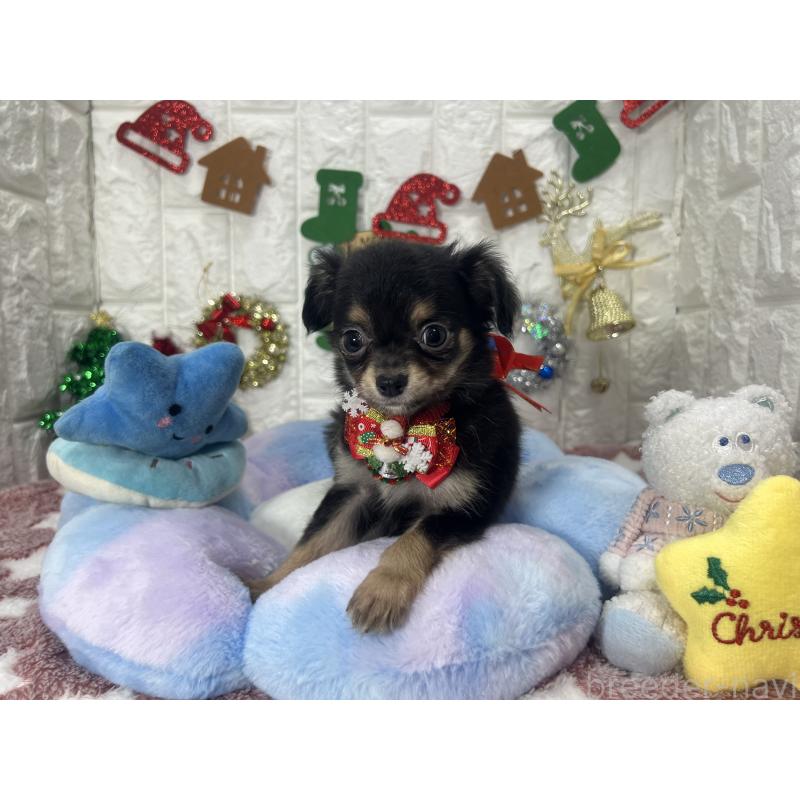 販売中の茨城県のチワワ(ロングコート)-418756の7枚目