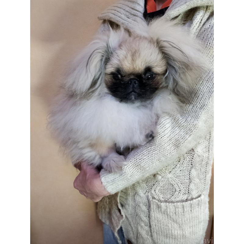 成約済の愛知県のペキニーズ-392283の2枚目