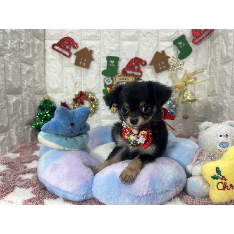 販売中の茨城県のチワワ(ロングコート)-418756の6枚目