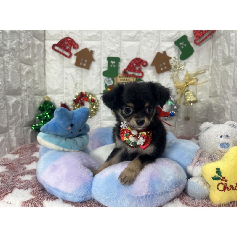 販売中の茨城県のチワワ(ロングコート)-418756の5枚目