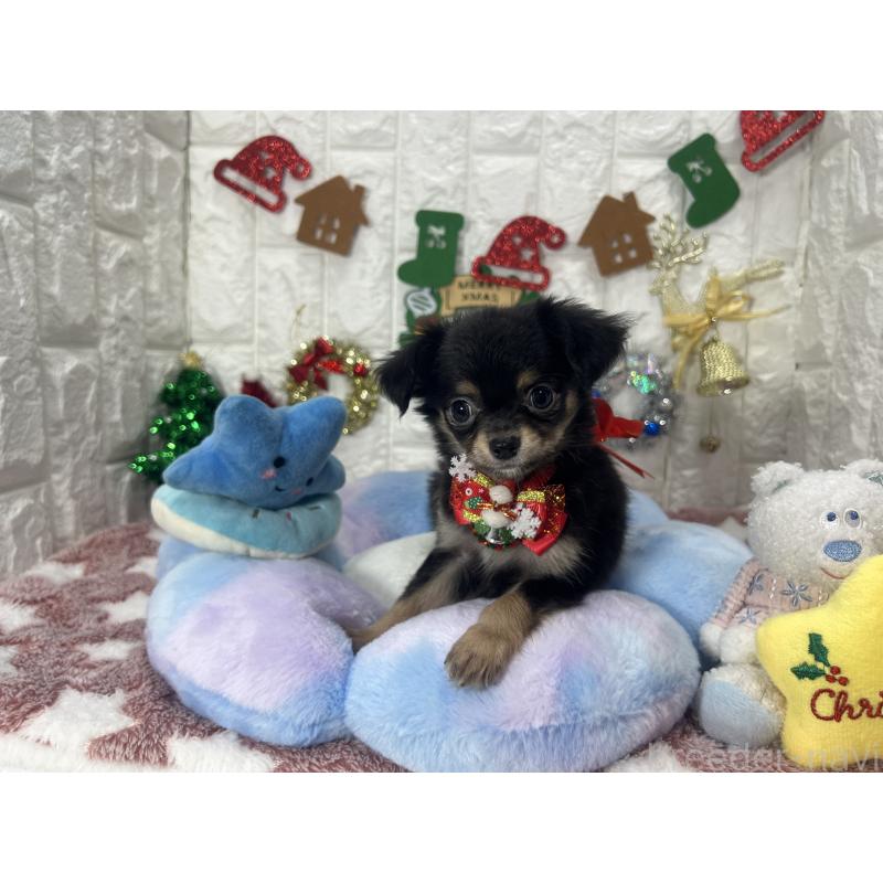 販売中の茨城県のチワワ(ロングコート)-418756の4枚目