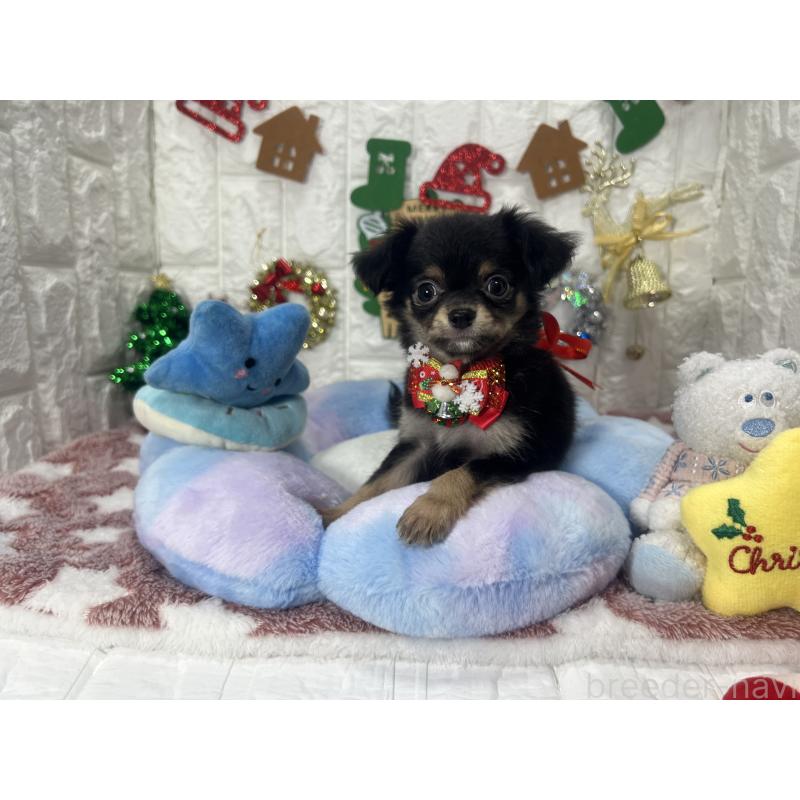 販売中の茨城県のチワワ(ロングコート)-418756の3枚目