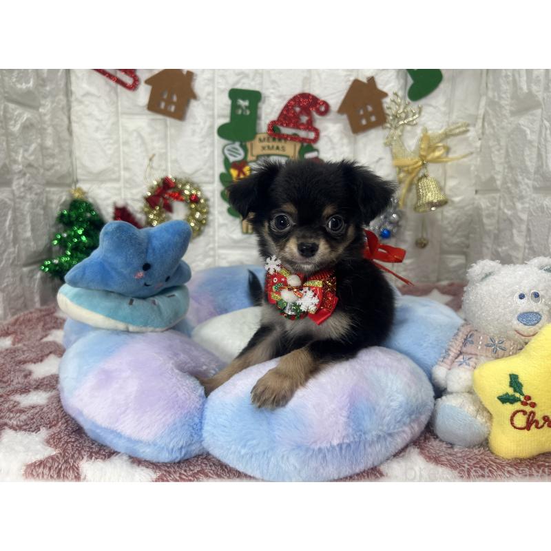 販売中の茨城県のチワワ(ロングコート)-418756の2枚目