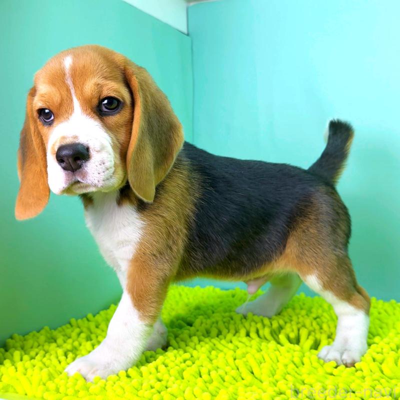 販売中の栃木県のビーグル-426911の5枚目