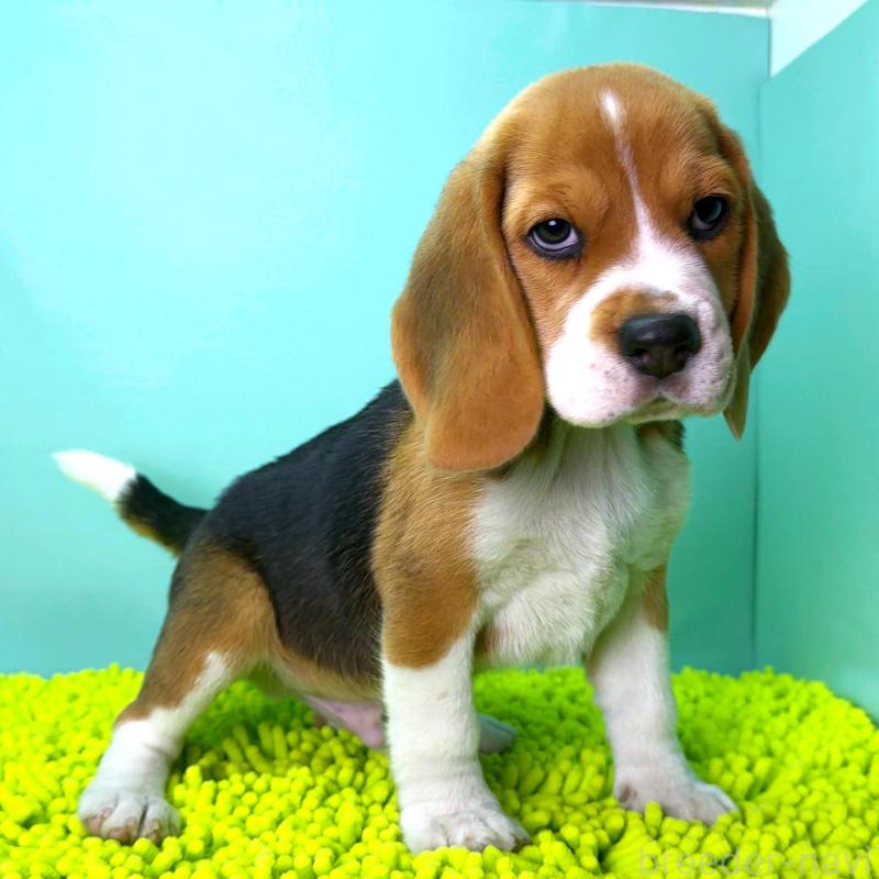 販売中の栃木県のビーグル-426911の1枚目