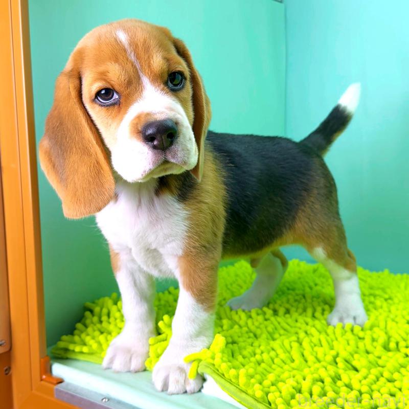 販売中の栃木県のビーグル-426911の3枚目