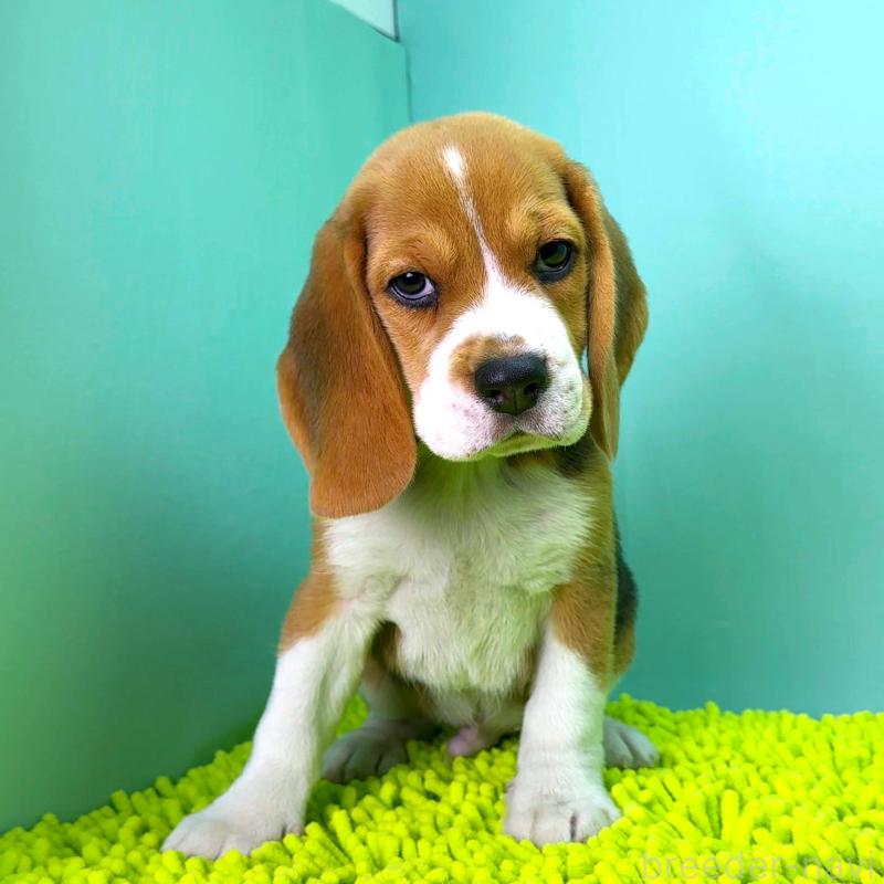 販売中の栃木県のビーグル-426911の2枚目