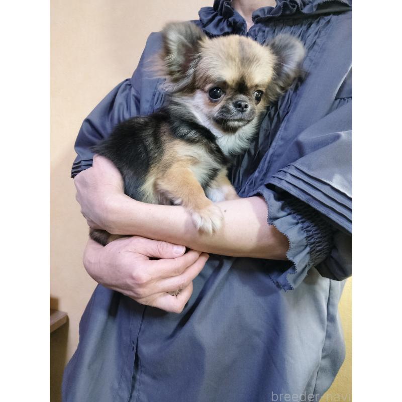 販売中の愛知県のチワワ(ロングコート)-396274の3枚目