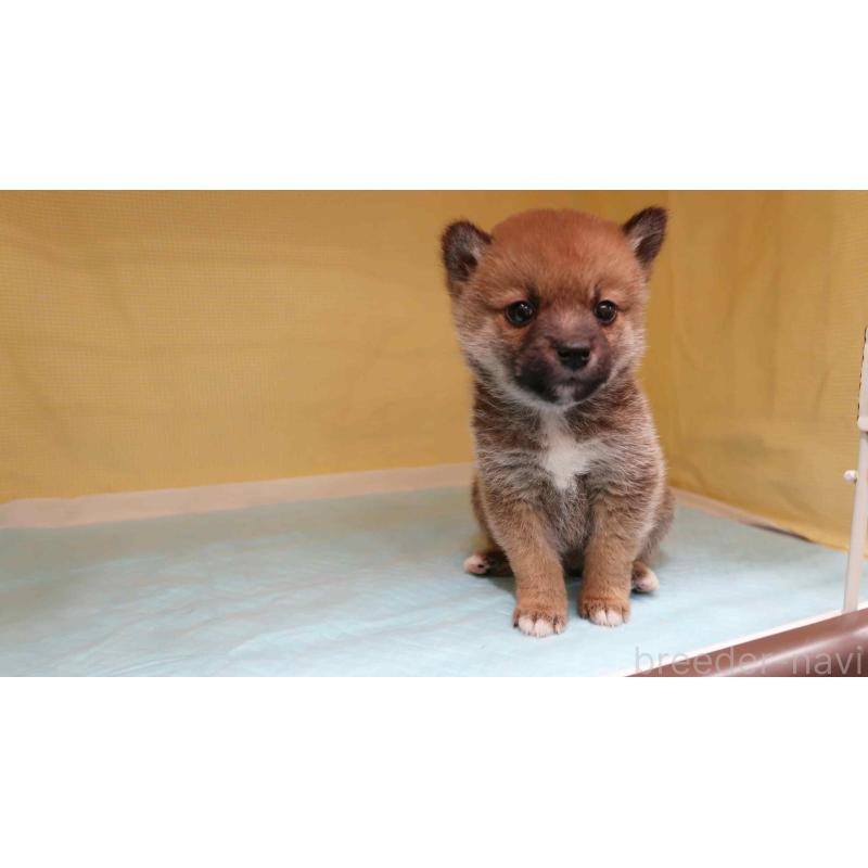 販売中の東京都の柴犬-426912の3枚目