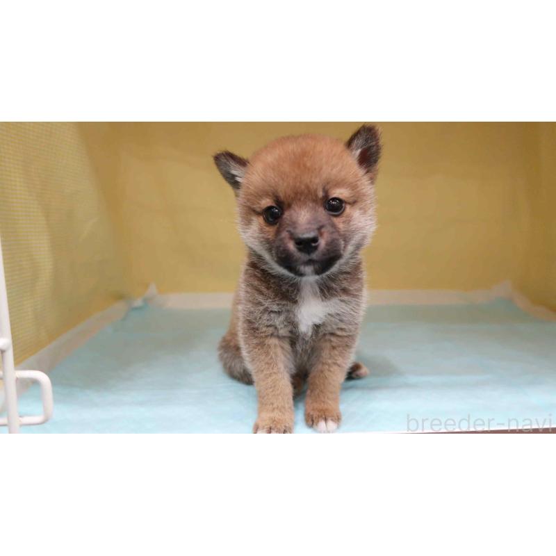 販売中の東京都の柴犬-426912の2枚目