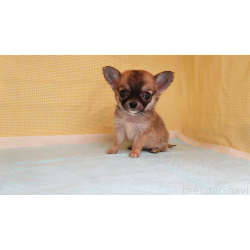 販売中の東京都のチワワ(ロングコート)-426914の3枚目