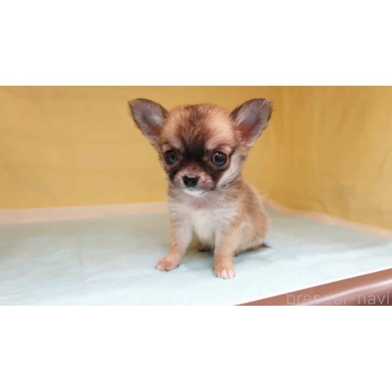 販売中の東京都のチワワ(ロングコート)-426914の2枚目