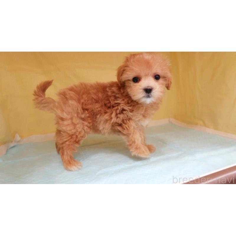 販売中の東京都のマルプー:マルチーズ×トイプードル-426915の4枚目