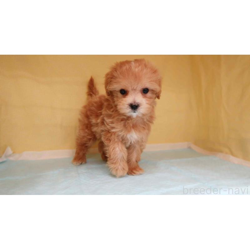 販売中の東京都のマルプー:マルチーズ×トイプードル-426915の3枚目