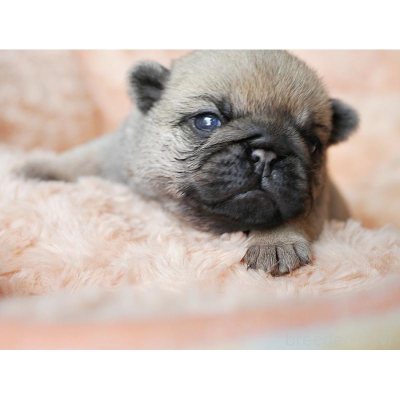 販売中の鹿児島県のパグ-423895の10枚目