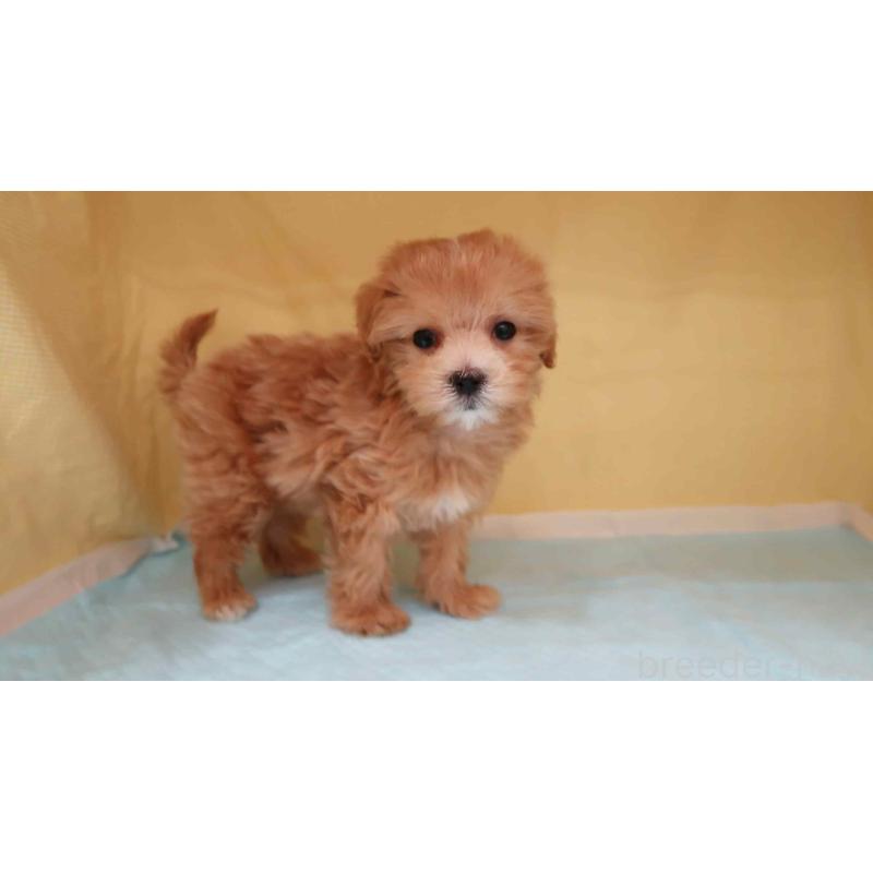 販売中の東京都のマルプー:マルチーズ×トイプードル-426915の2枚目