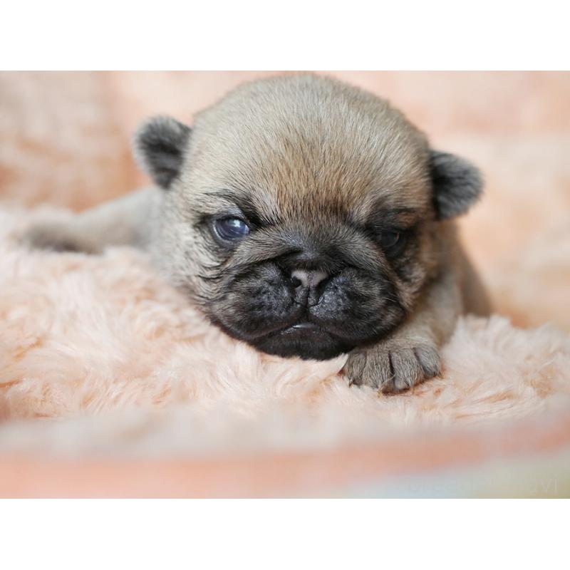 販売中の鹿児島県のパグ-423895の9枚目