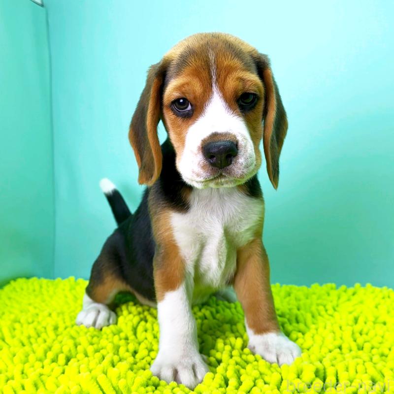 販売中の栃木県のビーグル-426913