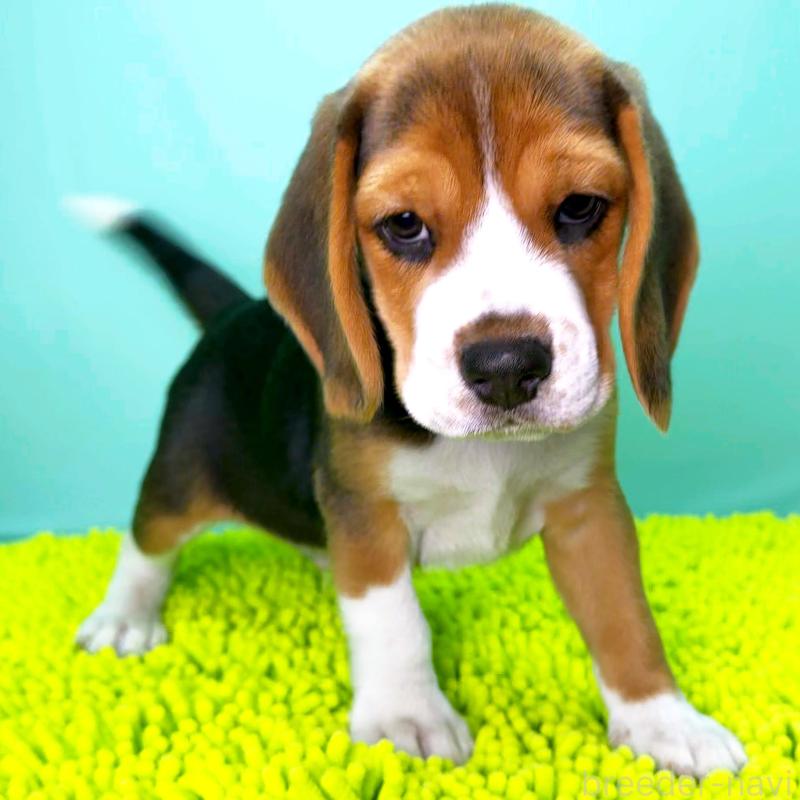 販売中の栃木県のビーグル-426913の4枚目