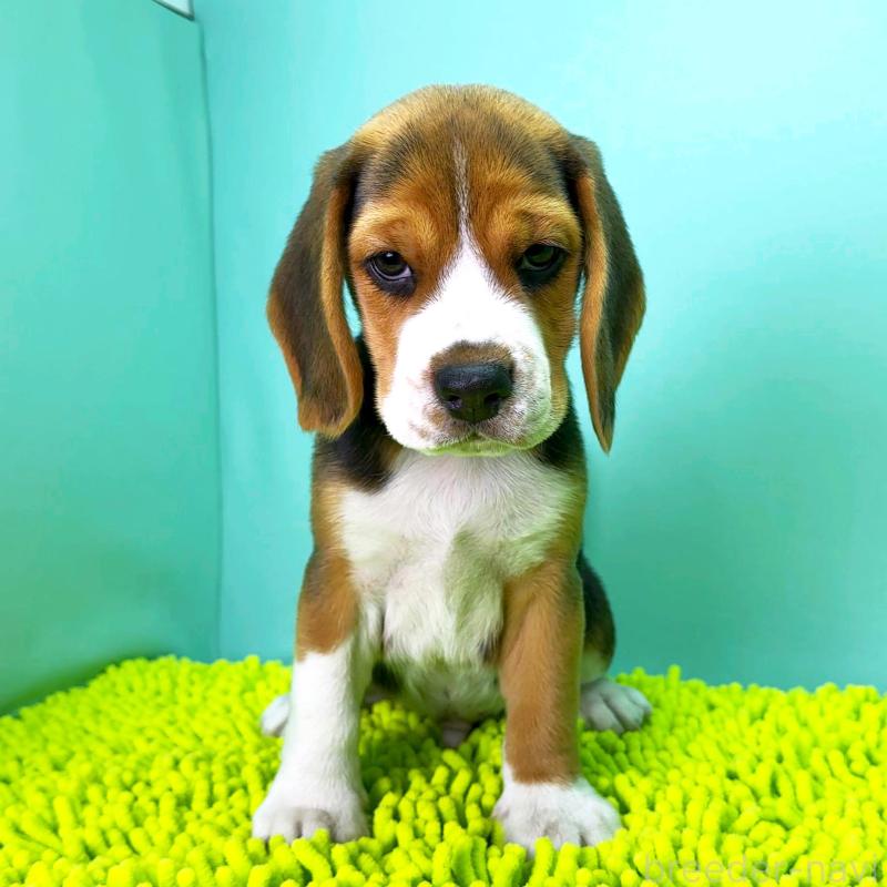 販売中の栃木県のビーグル-426913の3枚目