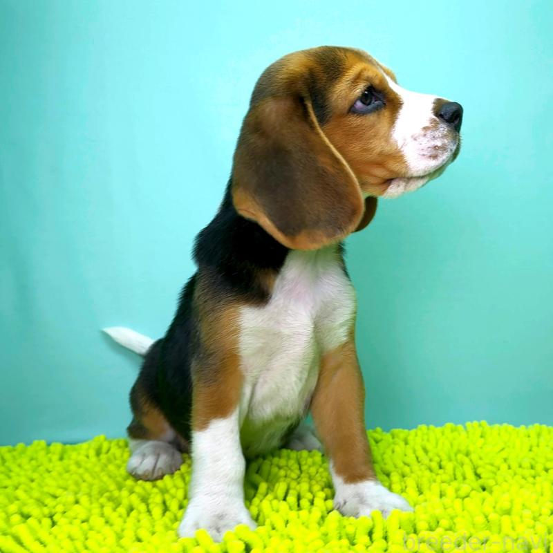 販売中の栃木県のビーグル-426913の2枚目