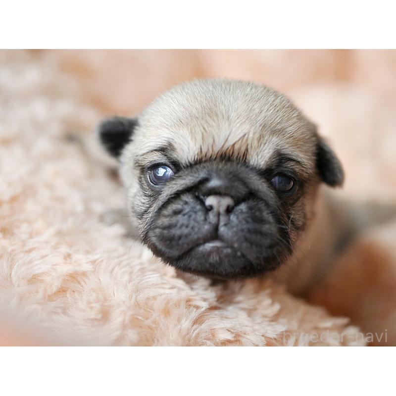 販売中の鹿児島県のパグ-423894の10枚目