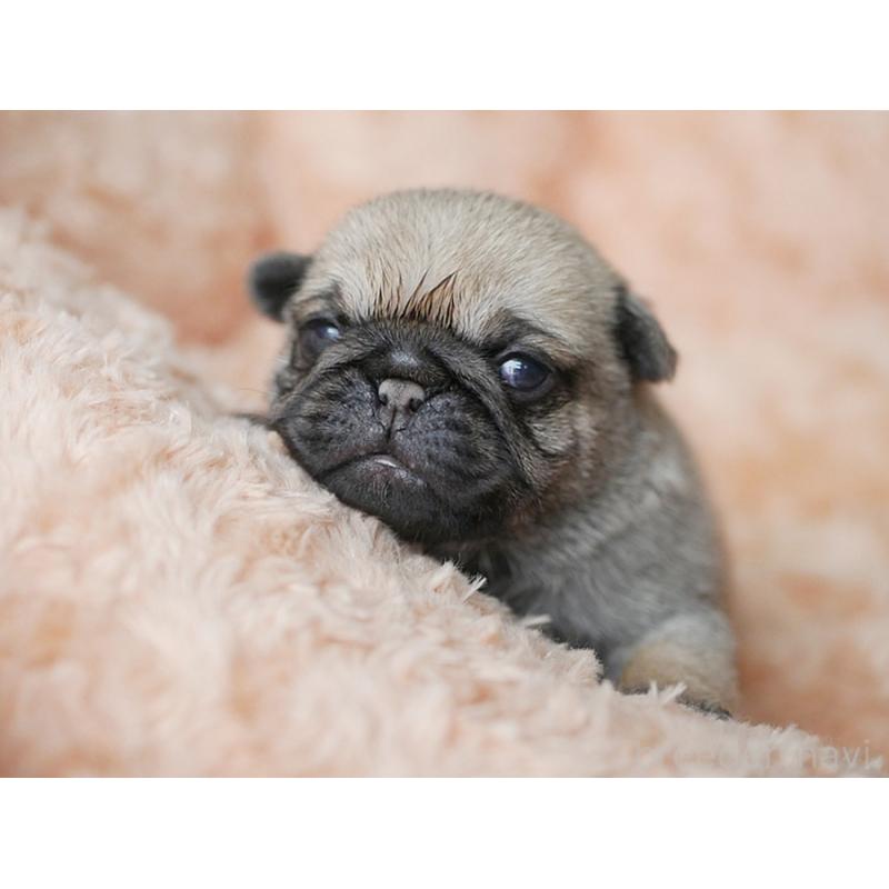 販売中の鹿児島県のパグ-423894の9枚目