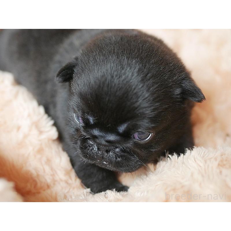 成約済の鹿児島県のパグ-423893の3枚目