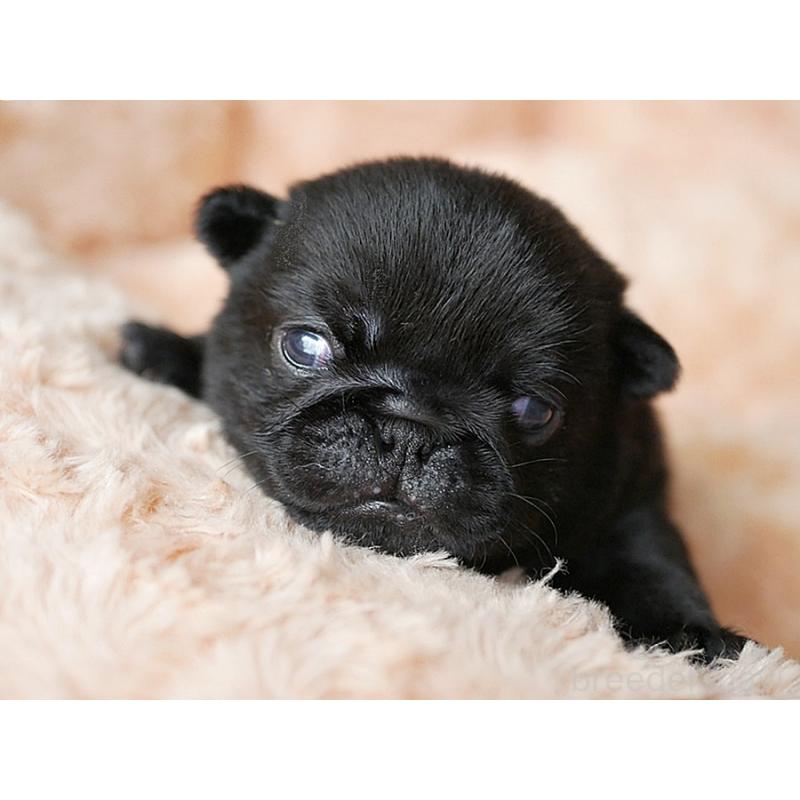 成約済の鹿児島県のパグ-423893の2枚目