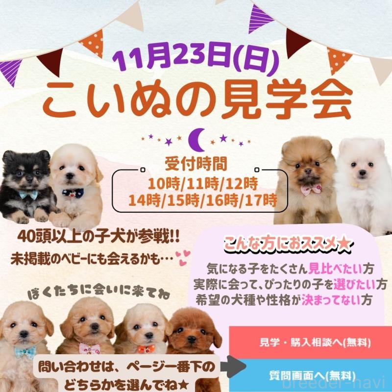 販売中の神奈川県のチワワ(ロングコート)-416750の2枚目