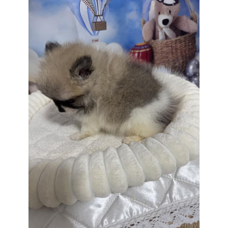 販売中の埼玉県のポメラニアン-426917の8枚目