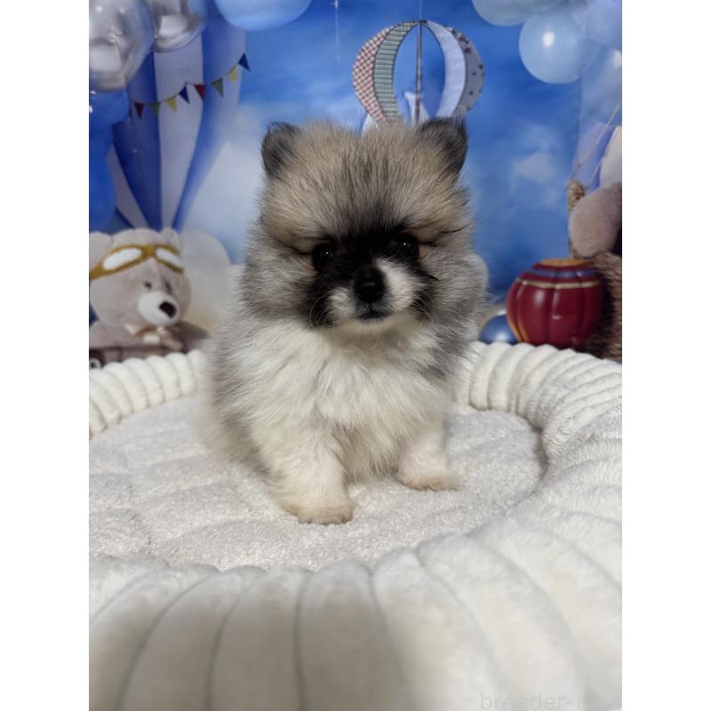 販売中の埼玉県のポメラニアン-426917の7枚目