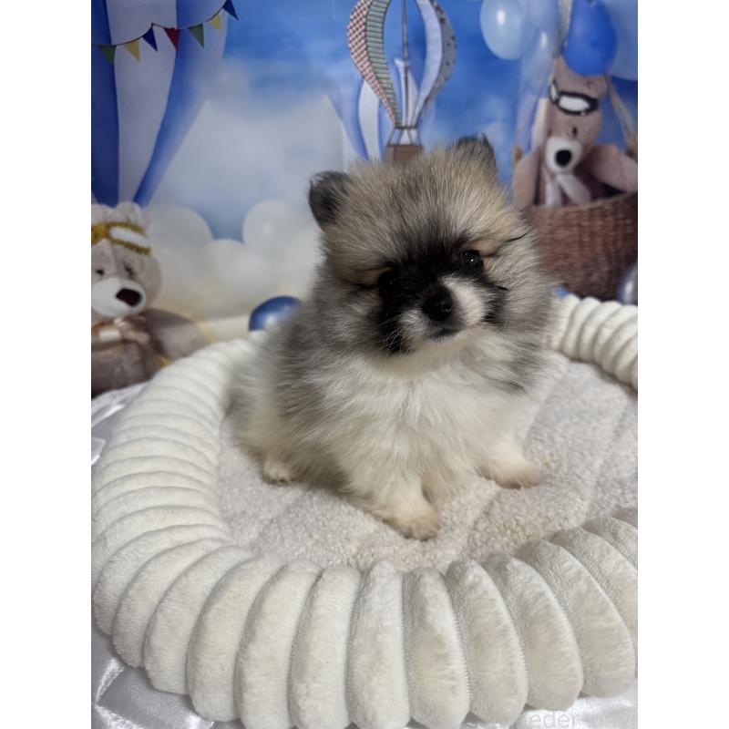 販売中の埼玉県のポメラニアン-426917の1枚目