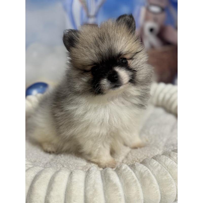 販売中の埼玉県のポメラニアン-426917の5枚目