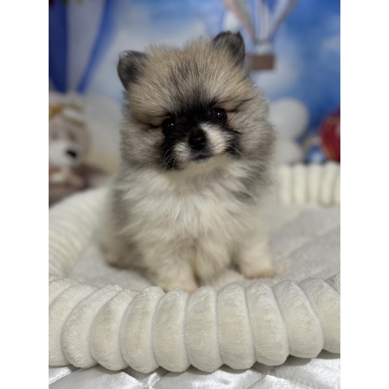 販売中の埼玉県のポメラニアン-426917の4枚目