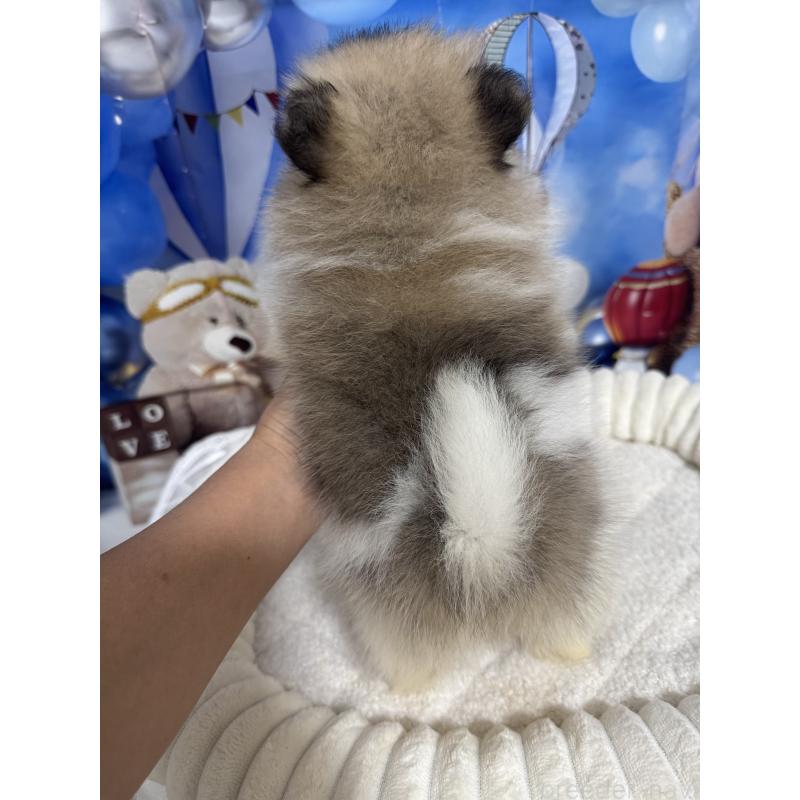 販売中の埼玉県のポメラニアン-426917の3枚目
