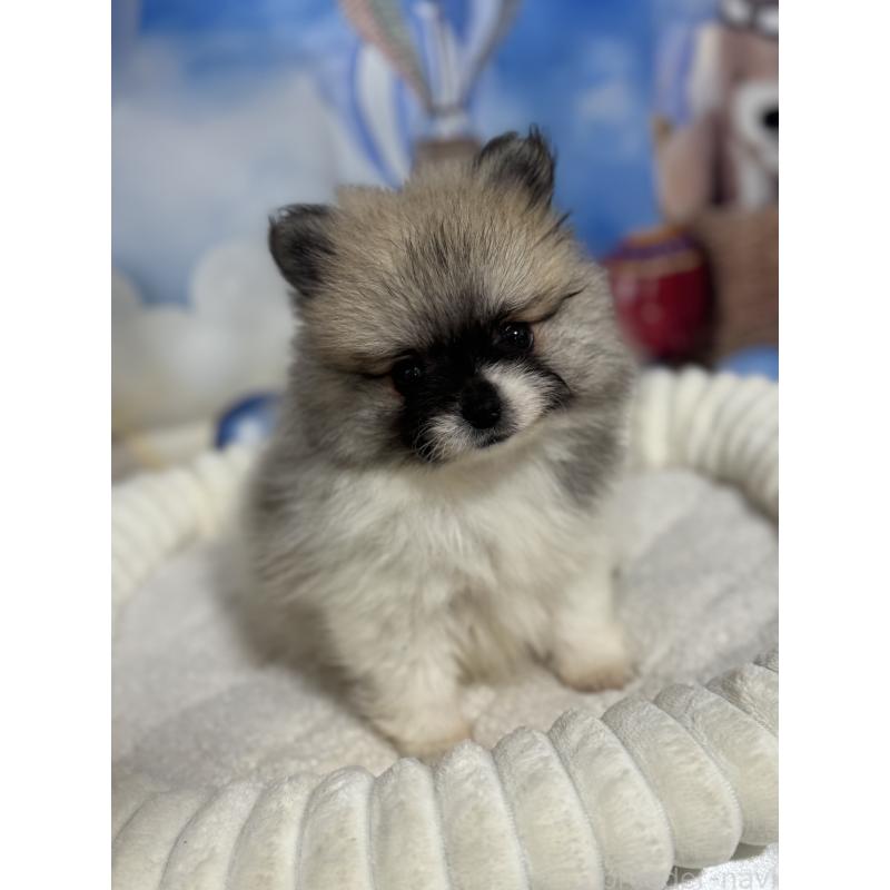 販売中の埼玉県のポメラニアン-426917の2枚目