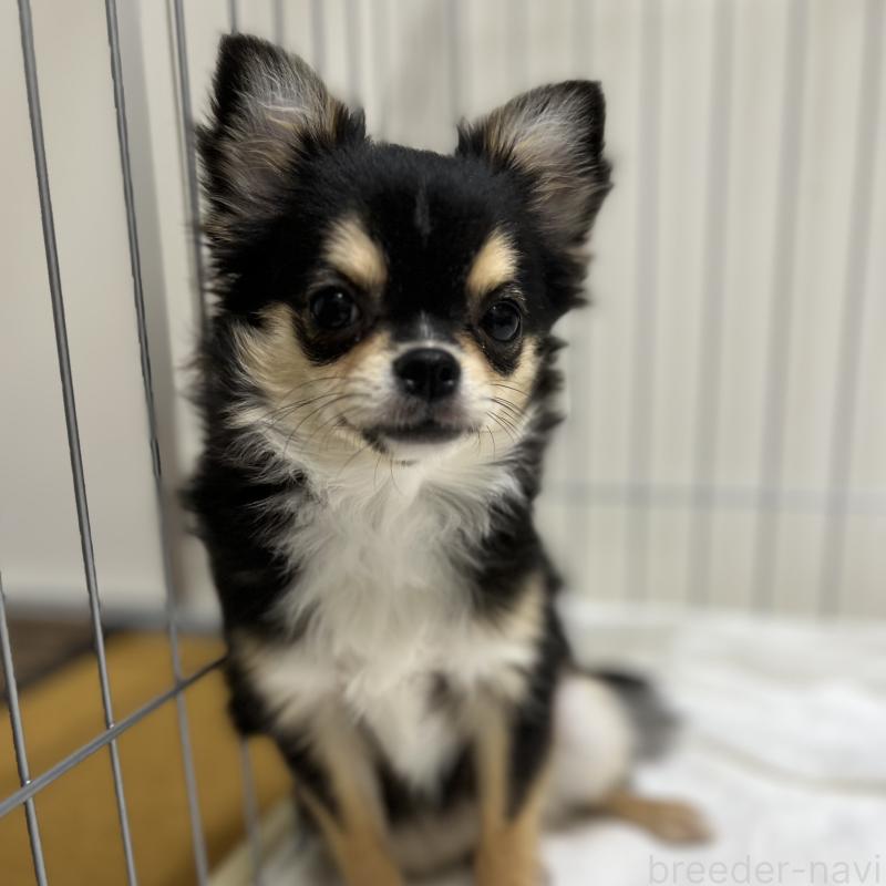 販売中の石川県のチワワ(ロングコート)-397696の3枚目