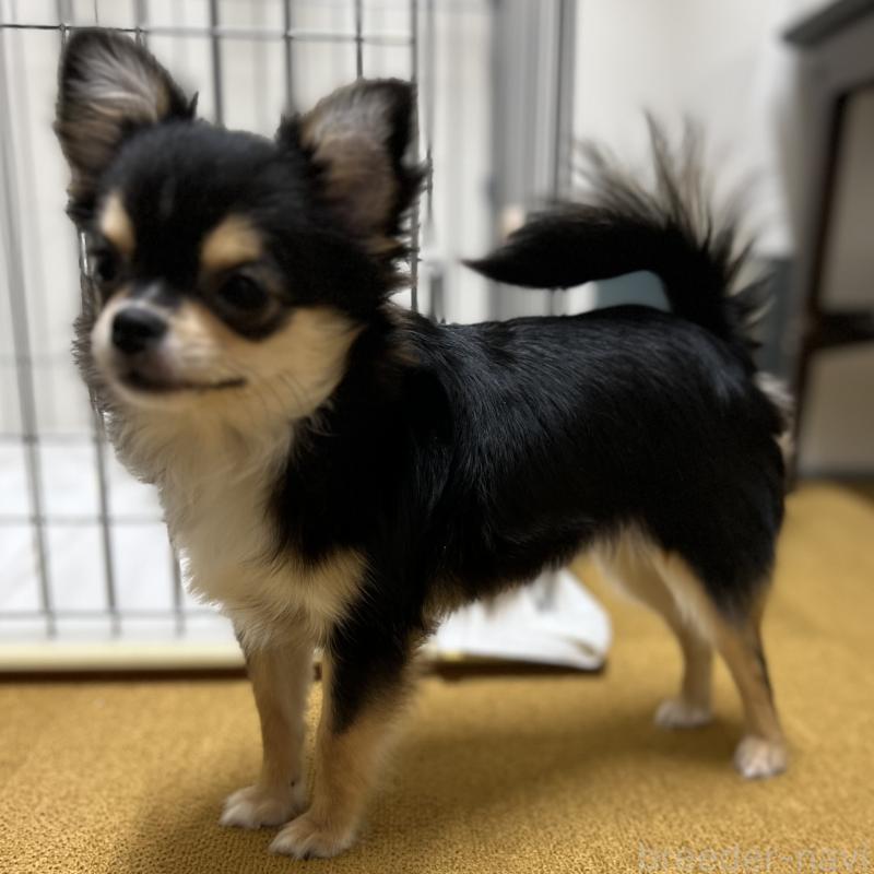 販売中の石川県のチワワ(ロングコート)-397696の2枚目