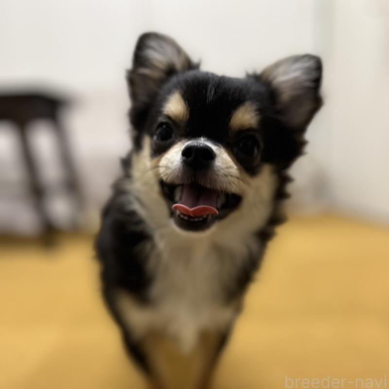 販売中の石川県のチワワ(ロングコート)-397696の1枚目