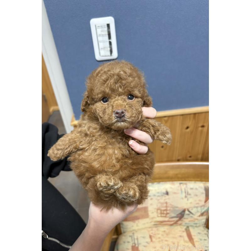 販売中の埼玉県のティーカッププードル-426919の4枚目