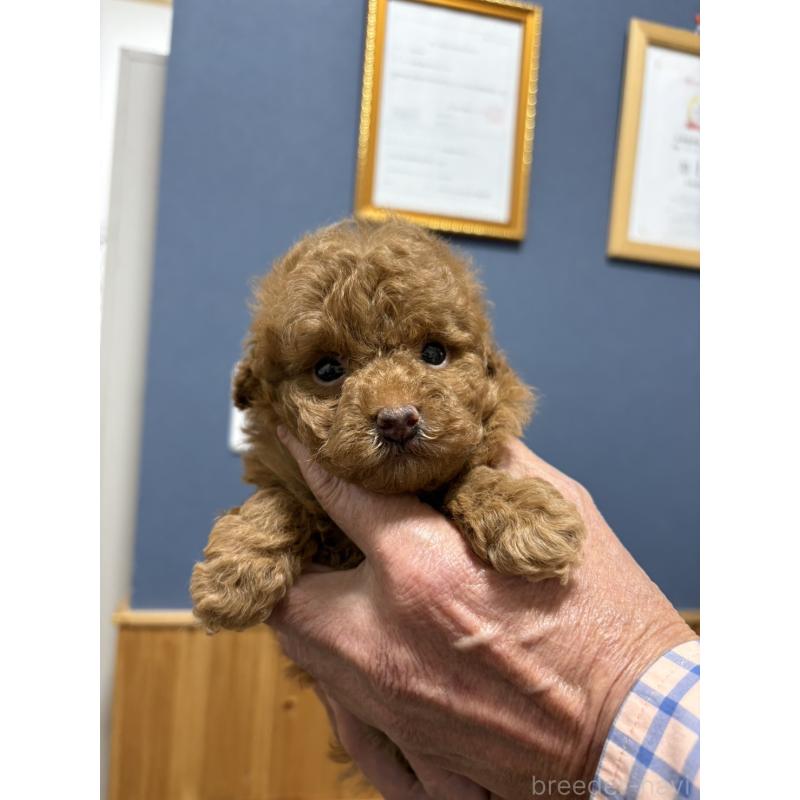 販売中の埼玉県のティーカッププードル-426919の3枚目