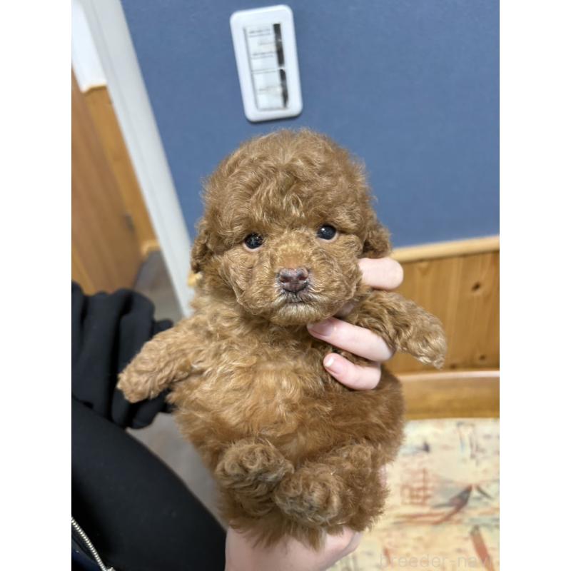 販売中の埼玉県のティーカッププードル-426919の2枚目