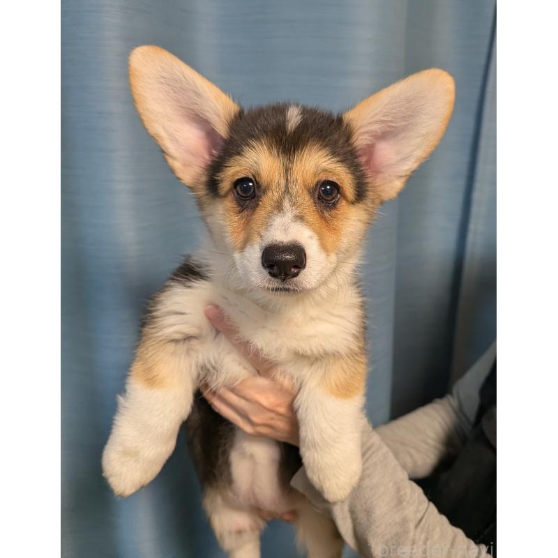 販売中の福岡県のウェルシュコーギーペンブローク-415450