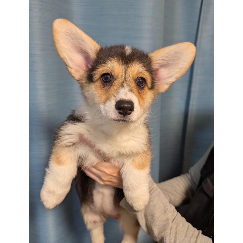 販売中の福岡県のウェルシュコーギーペンブローク-415450の2枚目